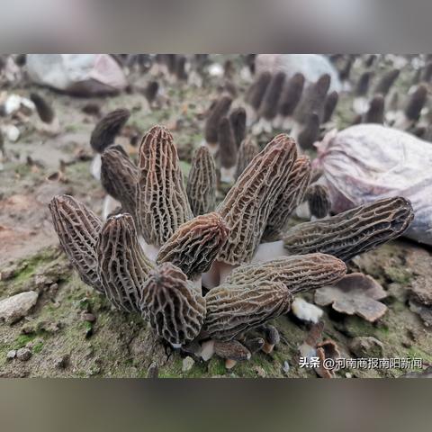 桐柏天气预报，山城气候的日常诗篇