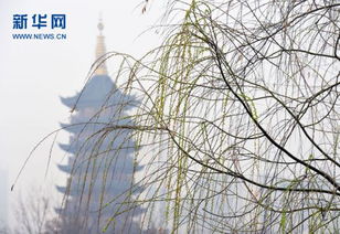 石家庄今日天气，晴空万里，气温回升，春意渐浓